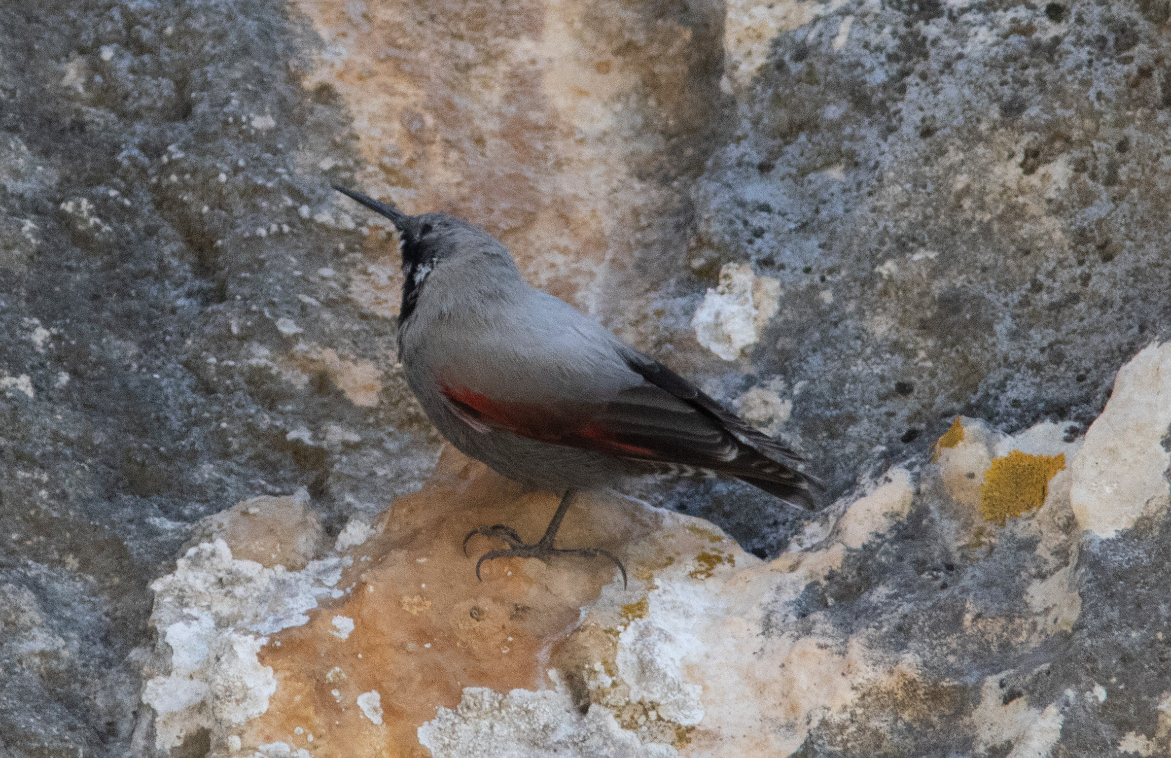 Miniature